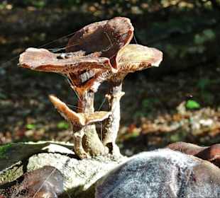 Pilze wachsen auf dem toten Holz des Urwaldes