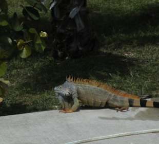 Besser als ein Wachhund, da trau sich keiner durch