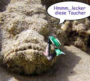 Vorsicht vor den Steinfischen