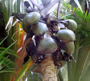 Kokospalme im Vallee' de Mai/Seychellen