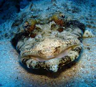 Teppich-Krokodilsfisch