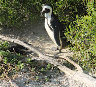 Boulders Beach