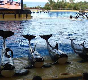 Keto-Kohana-Skyla-Tekoa