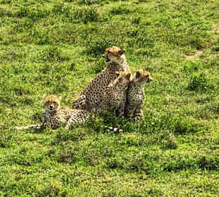 Gepard Familie vor der Linse