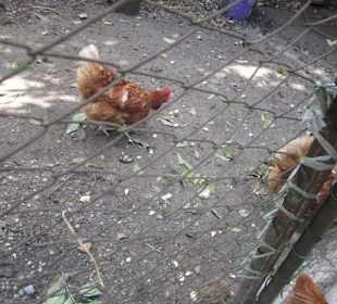 Ländliche Idylle in Peglio