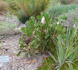 Botanischer Garten Kirstenbosch