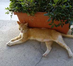 Siesta auch für Katze