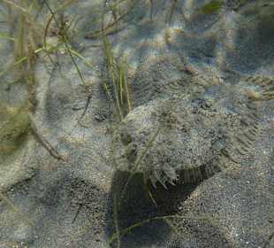Seezunge im seichten Wasser