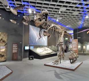 In der Abteilung der Dinosaurier