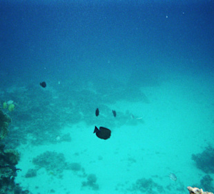 Einmalige Unterwasserwelt