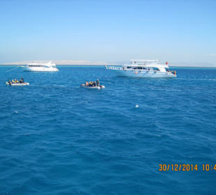 Jagd nach den Delphinen 