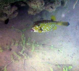 Schöner Kofferfisch - gefunden im Lagunenwasser 