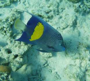 Rabischer Kaiserfisch