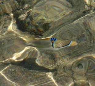 Rotmeerpicassodrücker