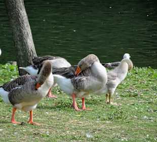 Gänse am See im Parque da Cicade