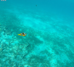 Schnorcheln Marsa Alam