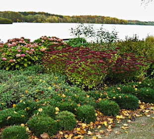 Цветы конца октября на променаде.