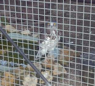 ZOO José Cruz Conde