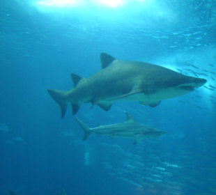 Ein Hai in der Nahaufnahme!