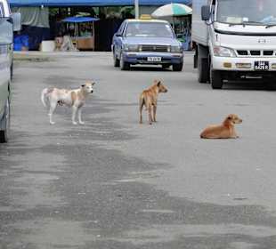 Wildlife Expeditions