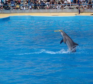 Delfinshow