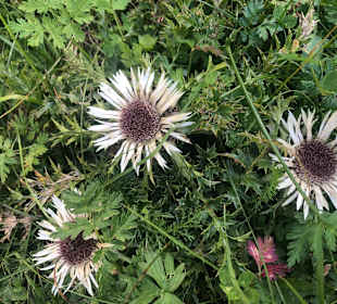 Wandern Malles Venosta / Mals