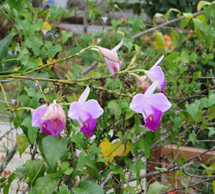 Wildlife Expeditions