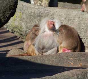Tierpark Hagenbeck