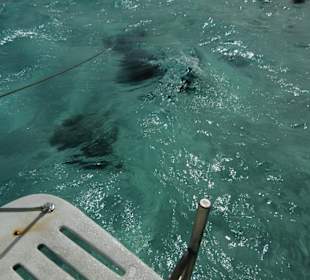 Sind das nicht nette Tierchen