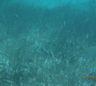 Schnorcheln auf Saona