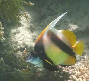 Schon ein alter Herr?