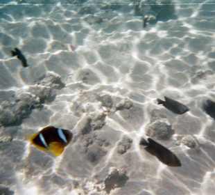 Fische beim Schnorcheln