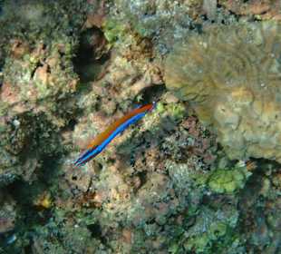 Unterwasserwelt Musandam