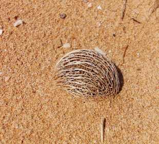 Strand Ahungalla bis Balapitiya