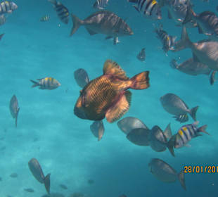Fischschwarm