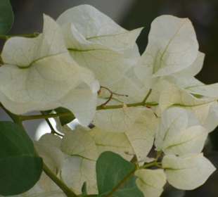 Schöner Garten