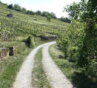 Früchtetrauf - Wurmlinger Kapellenwegle