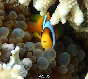 Auch Nemo darf natürlich nicht fehlen