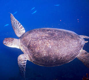 Schildkröte