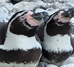 Die Pinguine