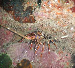 Unterwasserwelt Mauritius 2