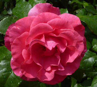 Pinkfarbene duftende Rose