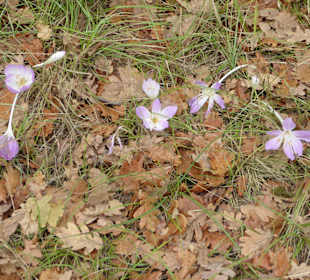 Wandern Biograd na Moru