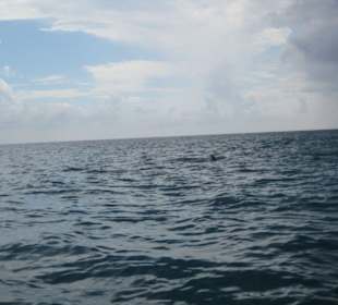 Delphine vor Saona 