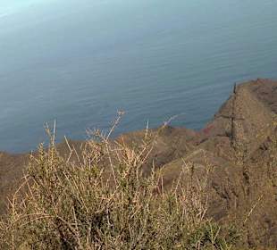 Roślinność Gór Gran Canaria