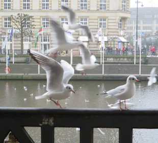 Möwen an den Alsterarkaden