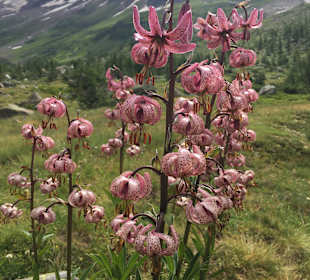 Wandern Blatten (Lötschen)