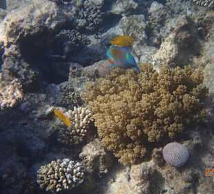 Korallen Riff mit Fisch