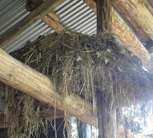 Nest