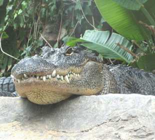 Loro Parque - Alligator